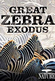 Watch Free Great Zebra Exodus (2013)