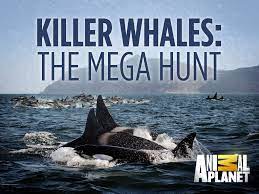 Watch Free Killer Whales: The Mega Hunt (2016)